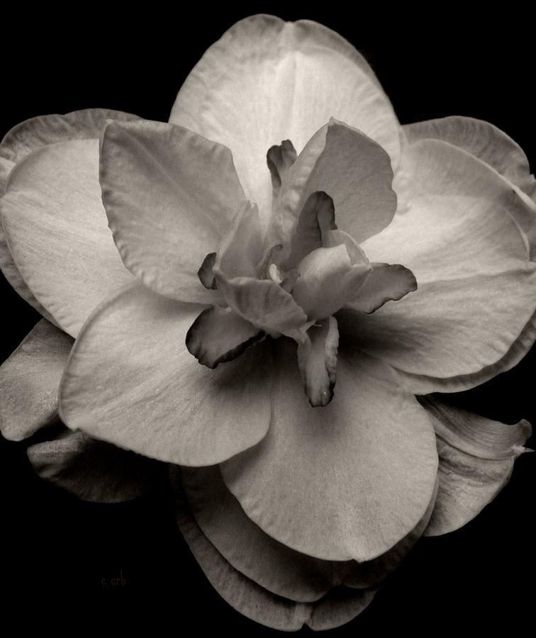 Jonquil Monochrome Photograph by Chris Berry