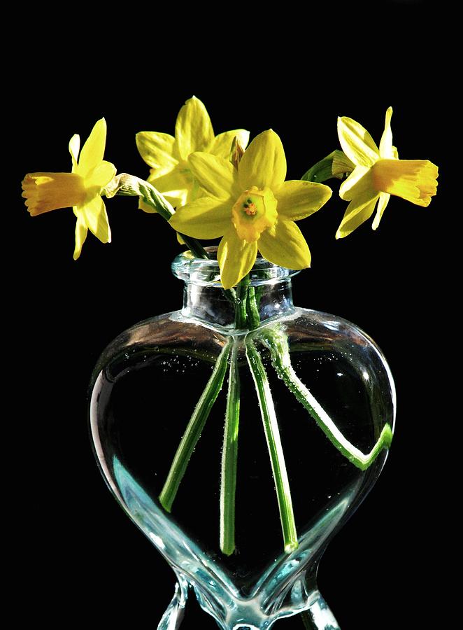 Jonquil Spring Photograph by Angela Davies