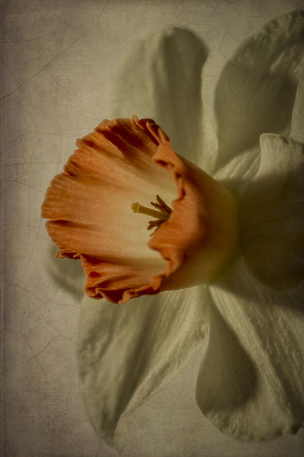 Jonquil With Texture Photograph by Wayne Meyer