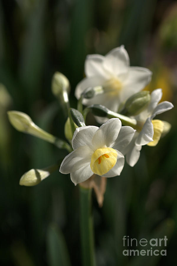 Jonquils in Bloom Photograph by Joy Watson