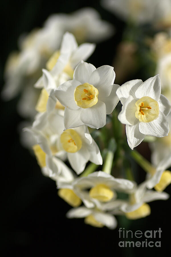 Flower Photograph - Jonquils by Joy Watson