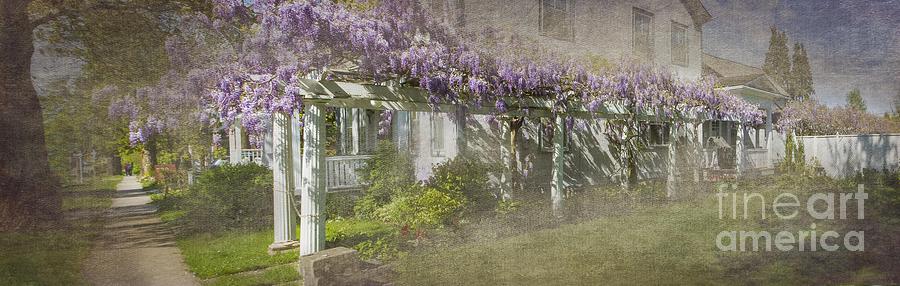 Jordan Wisteria - Study of the Long View Photograph by Marilyn Cornwell