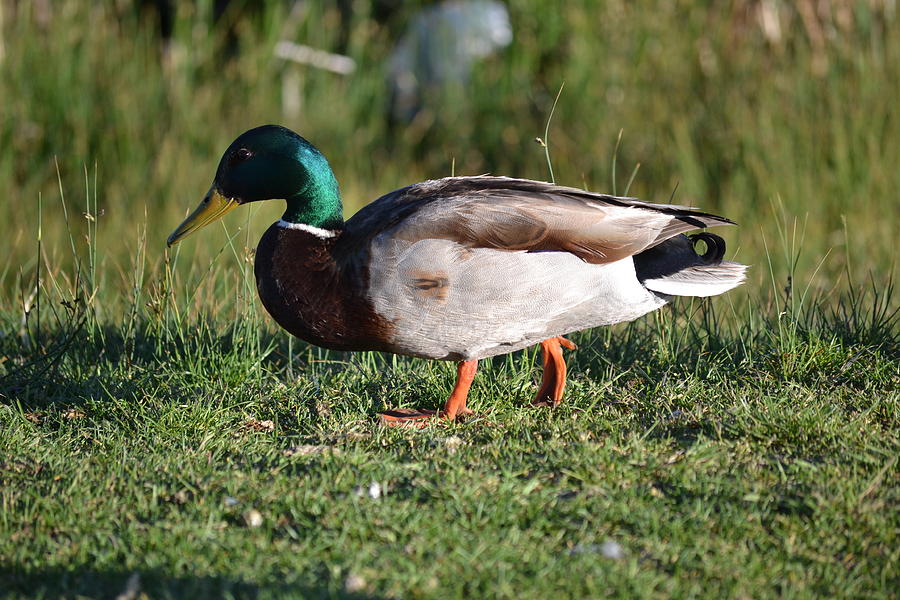 Joseph The Duck Photograph By Michael Steckler - Fine Art America