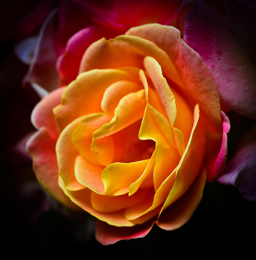Josephs Coat Rose Photograph by Ronda Broatch