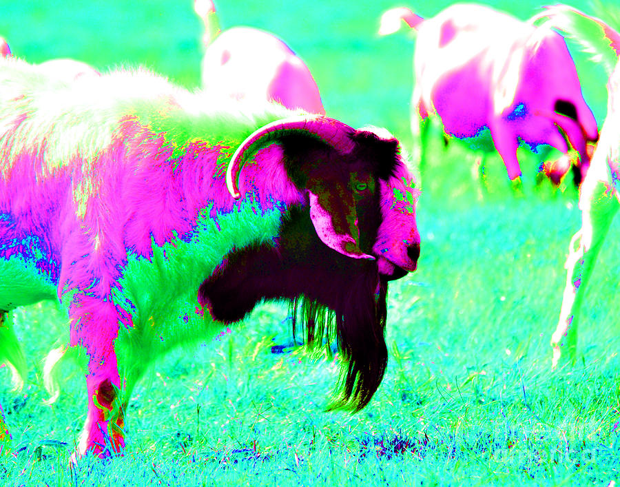 Josephs Goat of Many Colors Photograph by Linda Cox