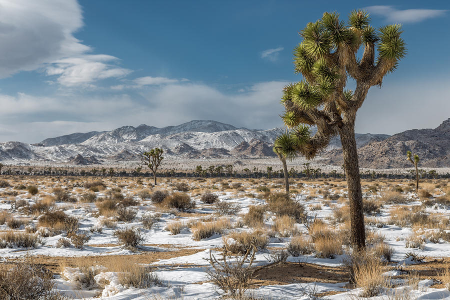 Joshua Tree National Park Photograph - Josgua Tree in Snow by Peter Tellone