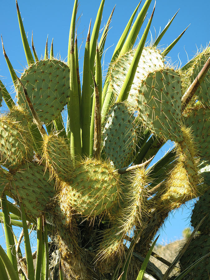 Joshua Cactus Photograph by David Yunker - Pixels