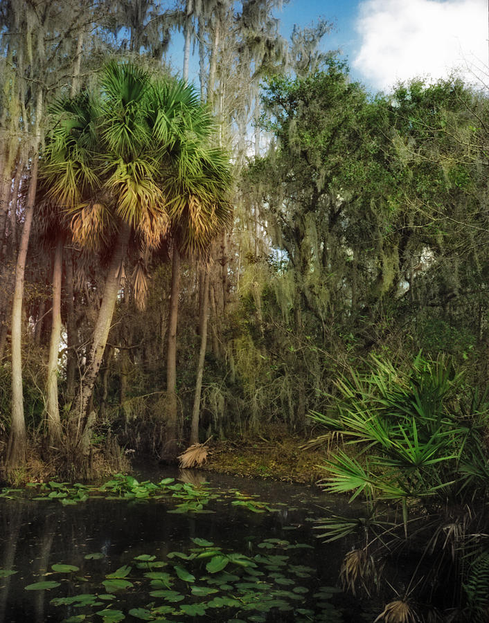 Joshua Creek Seminole County Florida Photograph by Chris  Kusik