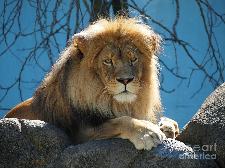 Joshua the lion on his rock Photograph by Jennifer Craft