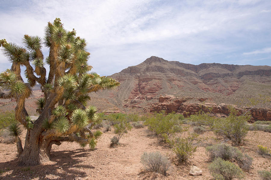 Nature Photograph - Joshua Tree & Desert by Gail Shotlander