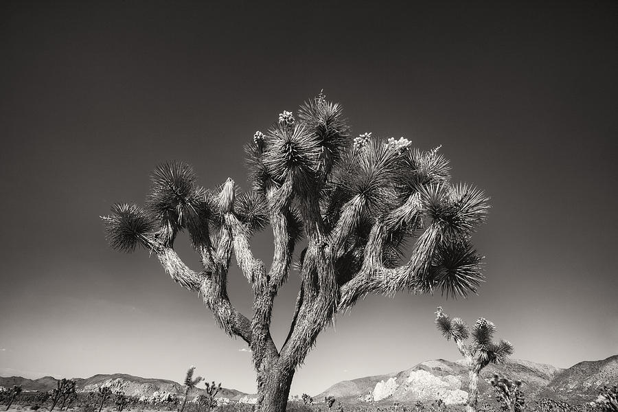 Desert Photograph - Joshua Tree 1 by Geoff Scott Desert Photograph - Joshua Tree 1 by Geoff Scott