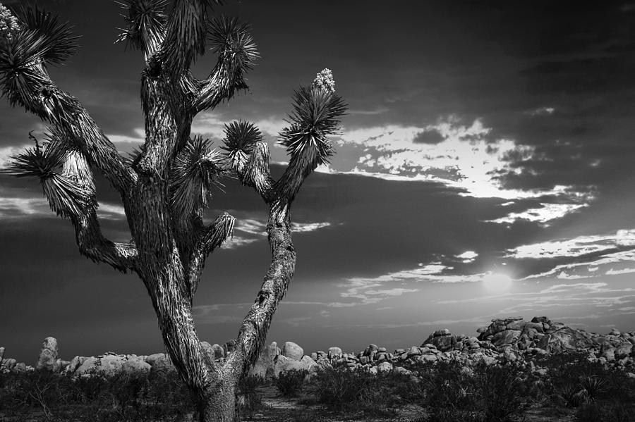 Joshua Tree at Sunset in Black and White Photograph by Randall Nyhof