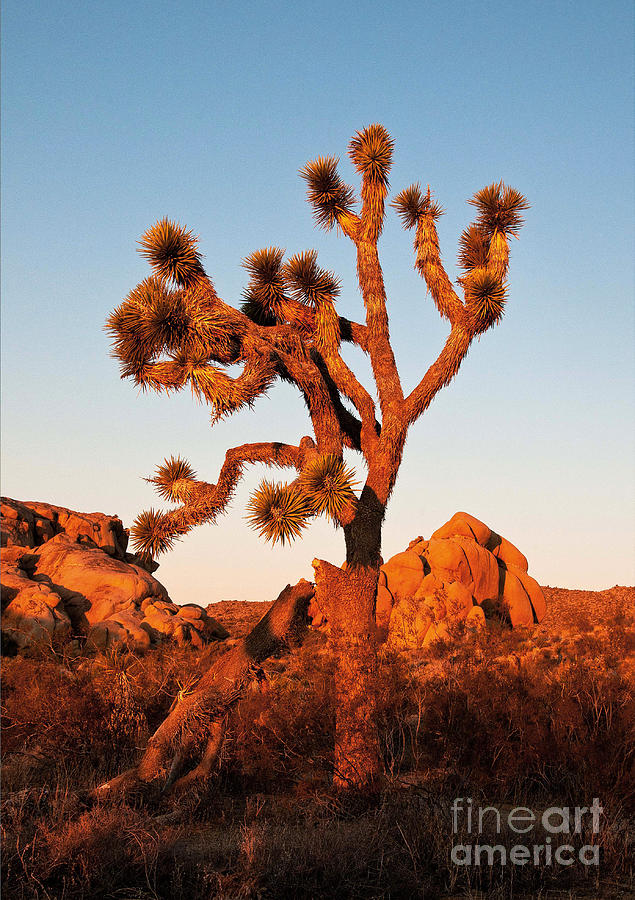Joshua Tree at Sunset Photograph by Mae Wertz