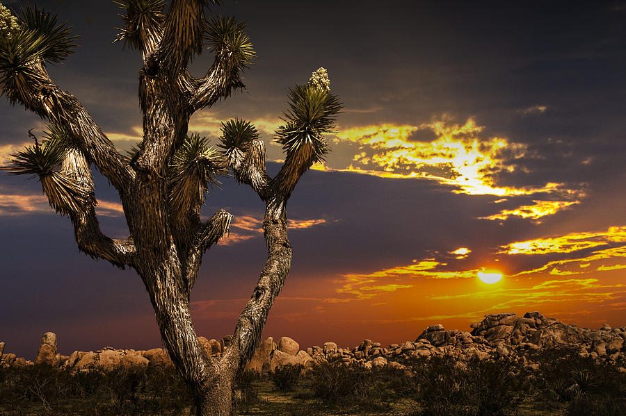 Joshua Tree at Sunset Photograph by Randall Nyhof