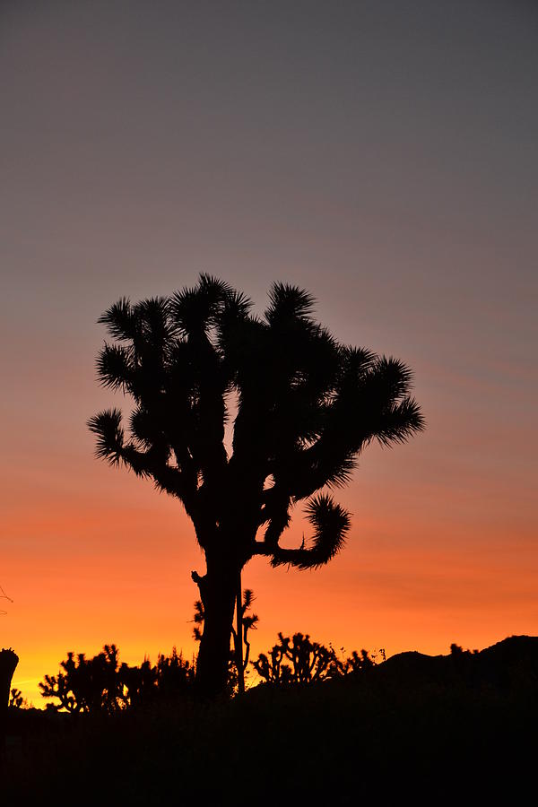 Joshua Tree At Sunset Photograph By Tami Roleff Fine Art America