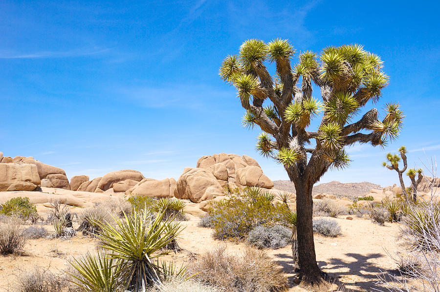 Joshua Tree Photograph by Ben Carroll | Fine Art America