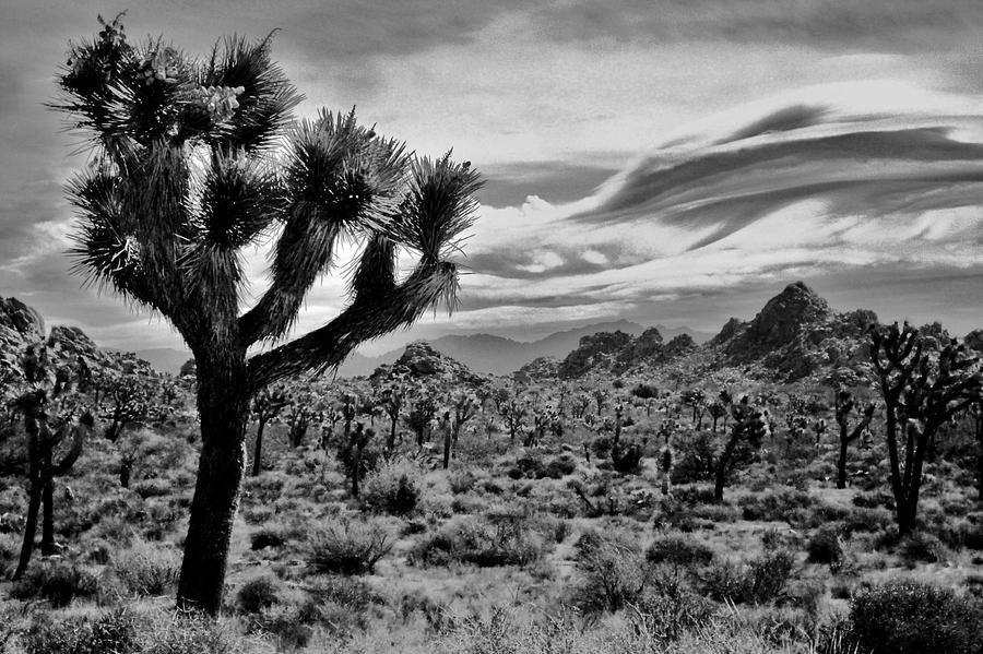 Joshua Tree Black and White Photograph by Benjamin Yeager