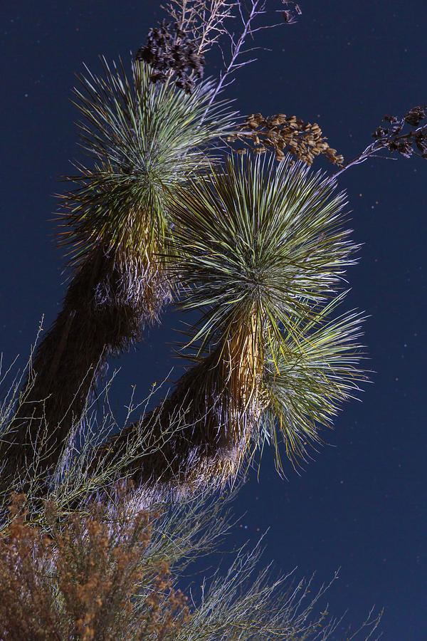 Desert Photograph - Joshua Tree By Moonlight by Rick Berk