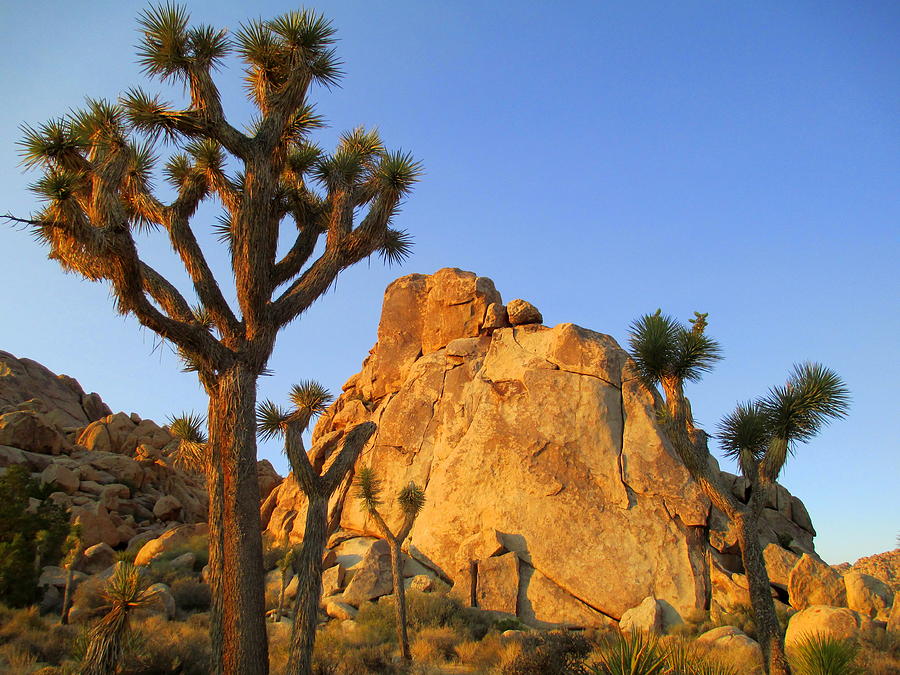 Joshua Tree Five Photograph by Randall Weidner