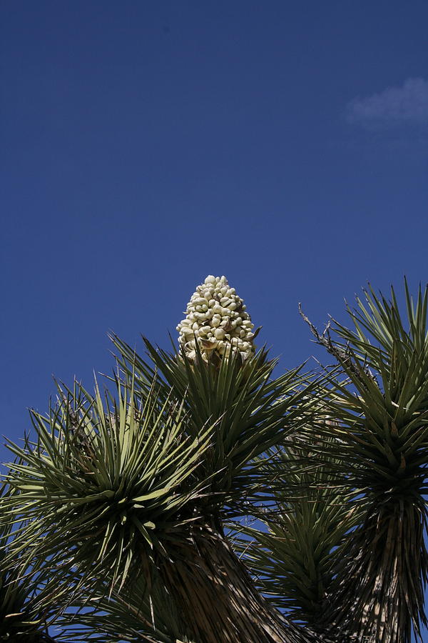 Joshua Tree Flowering Photograph by Gordon Larson - Pixels