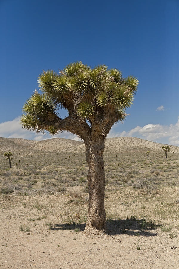 Joshua Tree Photograph by Gregory Scott