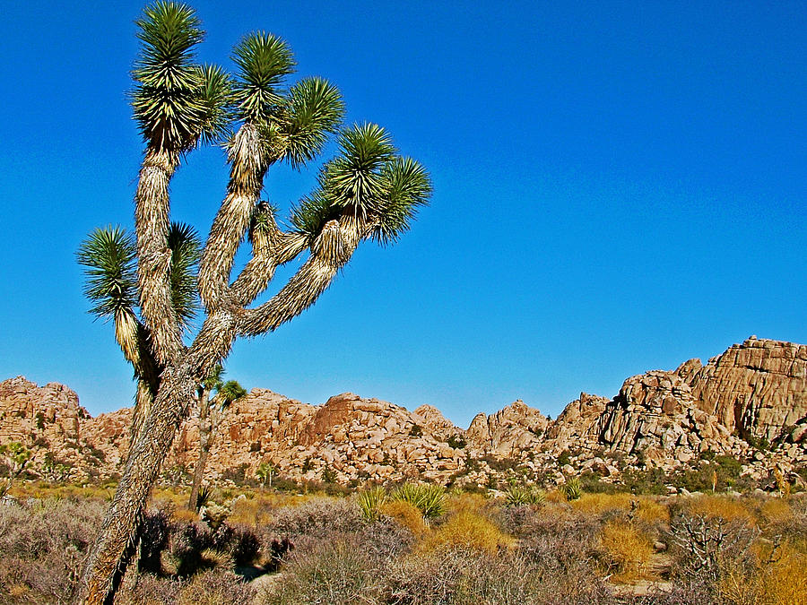 Joshua Tree in Hidden Valley in Joshua Tree National Park-California ...