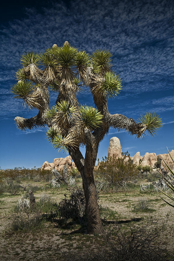 Joshua Tree By The Mojave Desert In Joshua Tree National Park