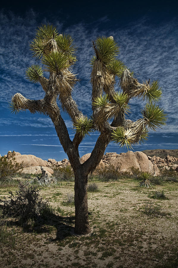 Joshua Tree National Park with Joshua Tree against a Blue Sky with Cirrus Clouds Photograph by Randall Nyhof