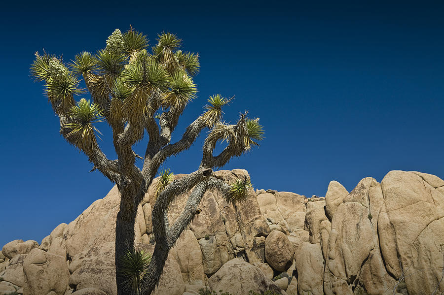 Rock Formations and Joshua Tree in the National Park Photograph by Randall Nyhof