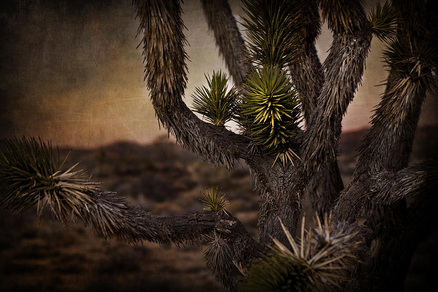 Joshua Tree in Mojave National Preserve Photograph by Evie Carrier