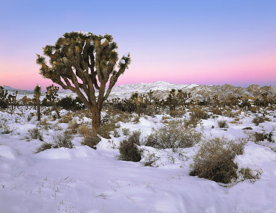 Joshua Tree In Snow Photograph by Paul Breitkreuz