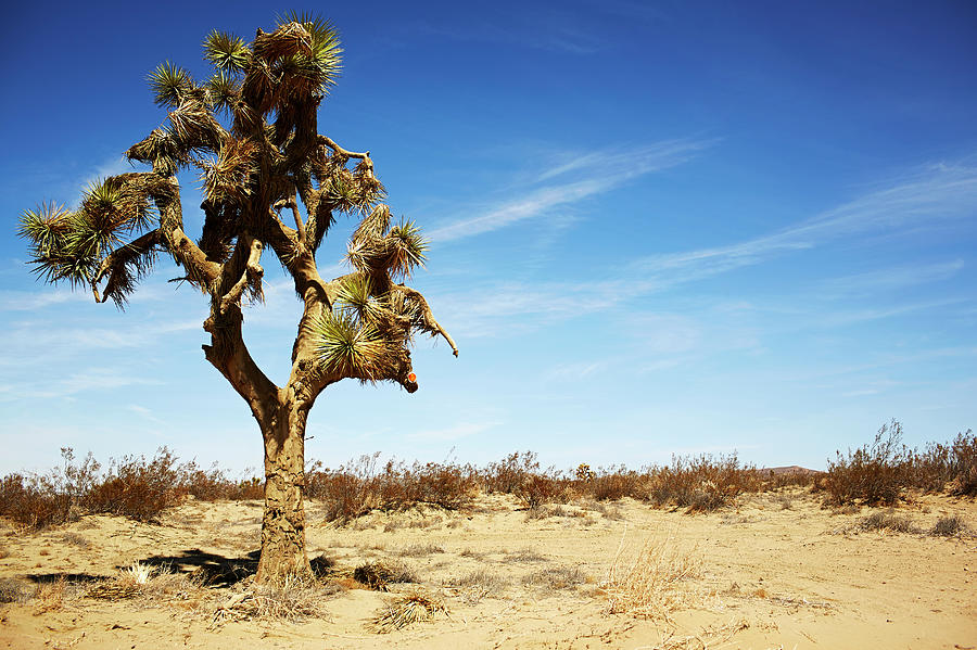Joshua Tree In The Desert Photograph by Ballyscanlon