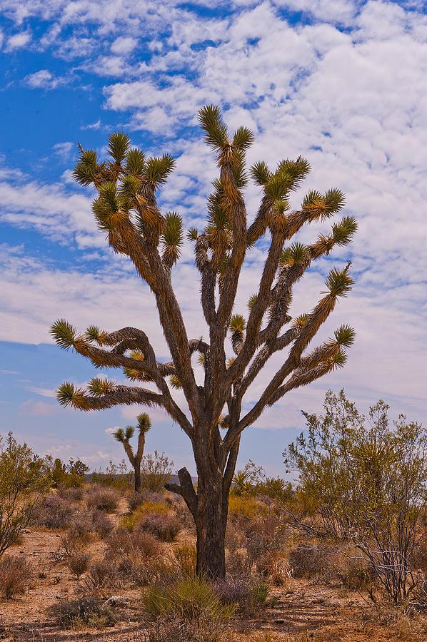 Joshua Tree in the Mojave Photograph by Richard Brooks - Fine Art America