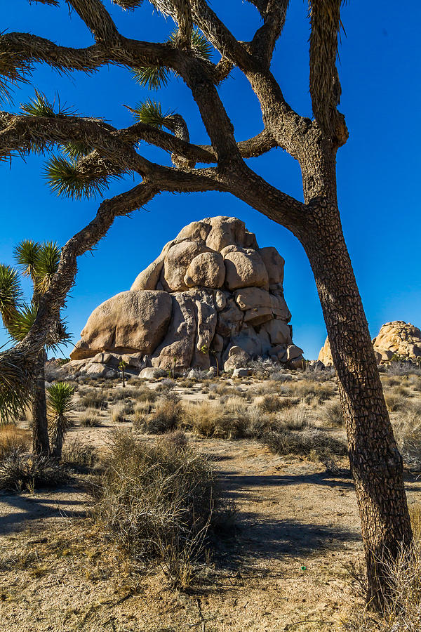 Joshua Tree Jumbo Rocks Photograph by Roger Mullenhour