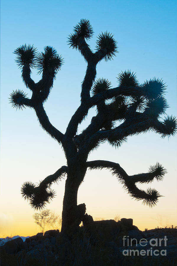 Joshua Tree  Photograph by Mae Wertz