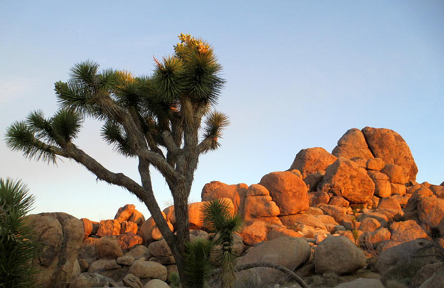 Joshua Tree Morning Four Photograph by Randall Weidner