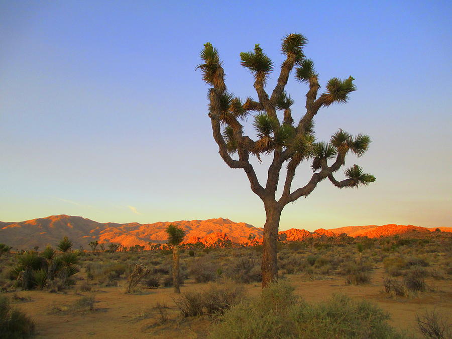 Joshua Tree Morning One Photograph by Randall Weidner