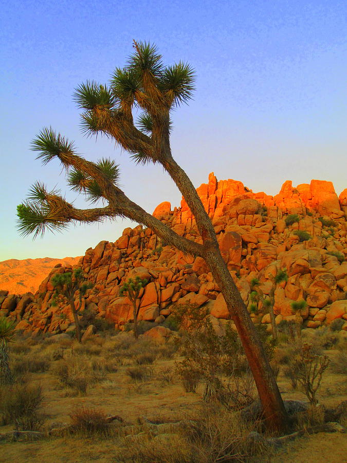 Joshua Tree Morning Two Photograph by Randall Weidner