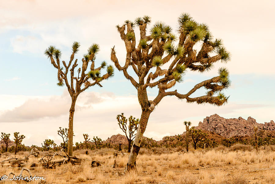 Desert Photograph - Joshua Tree National Park 1 by Bob and Nadine Johnston