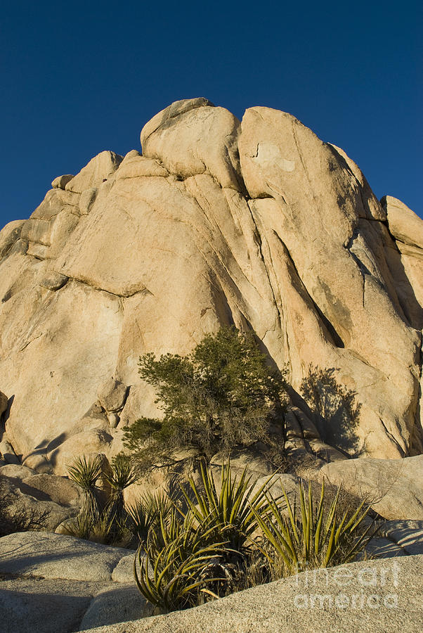 Joshua Tree National Park, Ca Photograph by William H. Mullins
