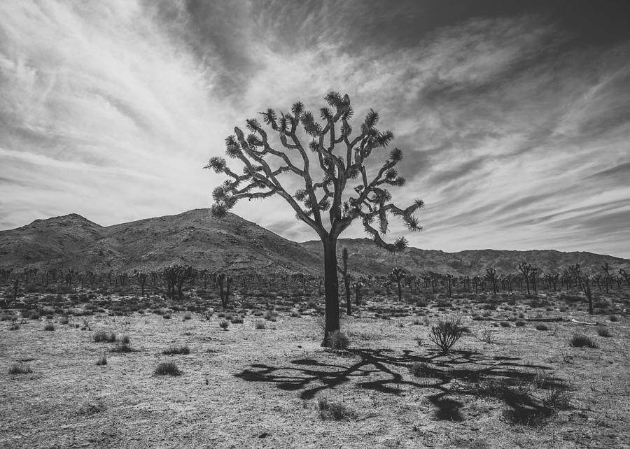 Joshua Tree National Park Photograph by Lee Harland