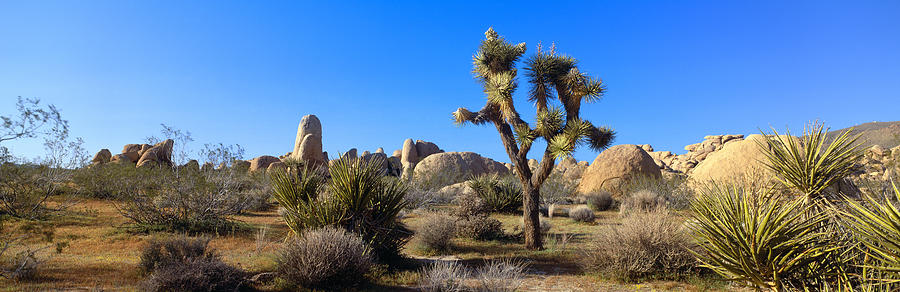 Joshua Tree National Park, Spring Photograph by Panoramic Images