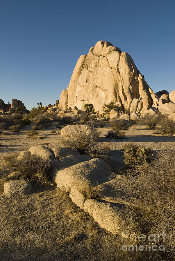 Joshua Tree National Park Photograph by William H. Mullins