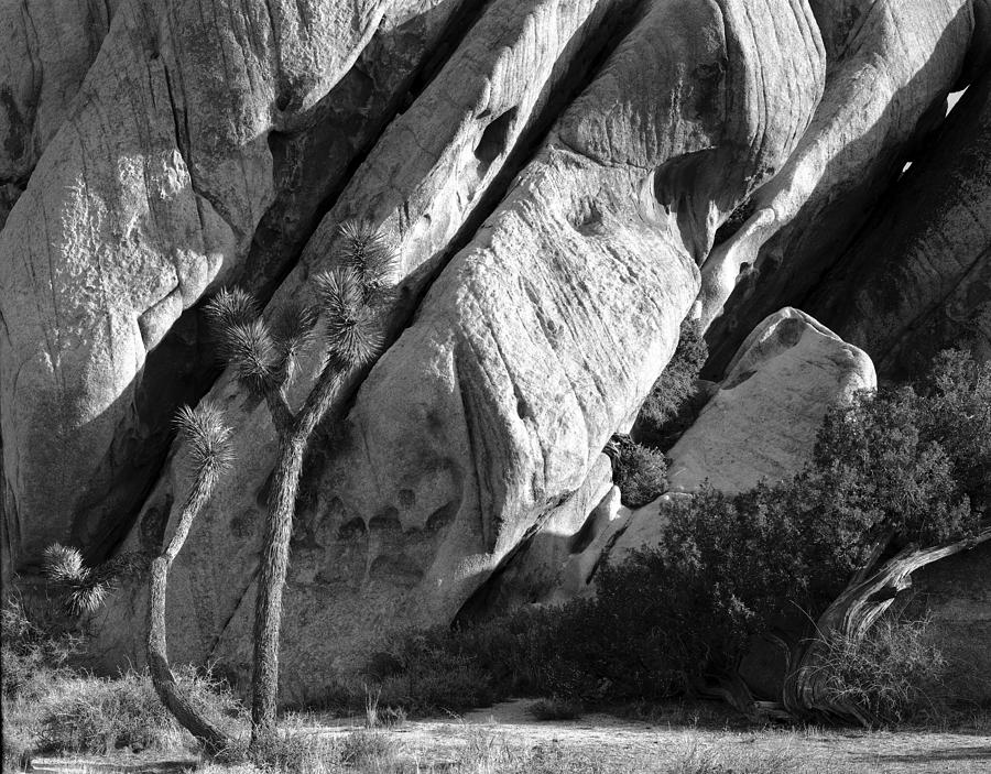 Joshua Tree Nevada Photograph by Christian Slanec