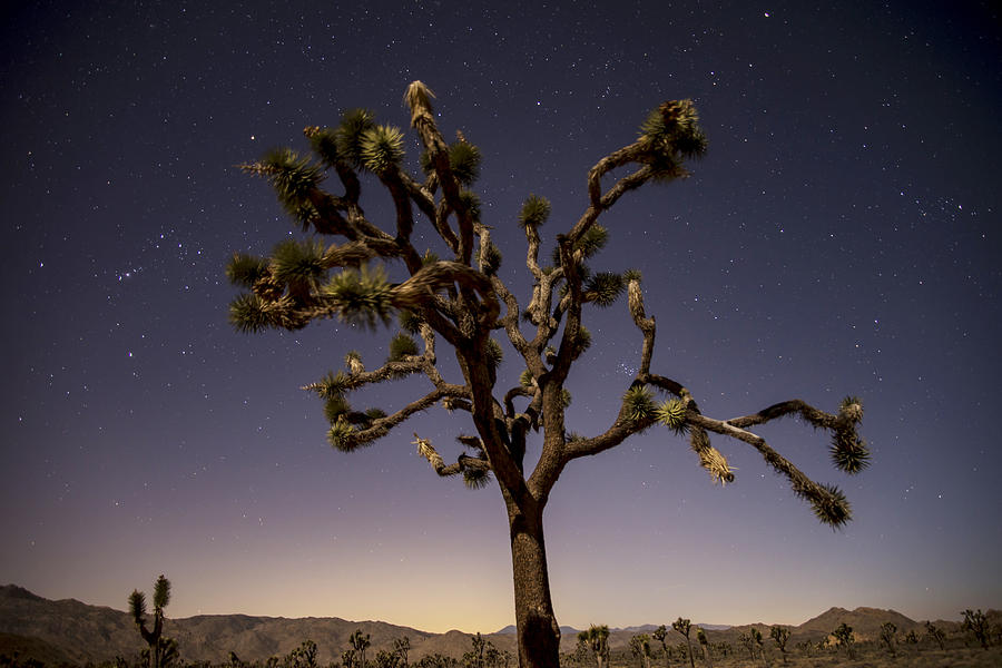 Joshua Tree Night Photograph by Lee Kirchhevel