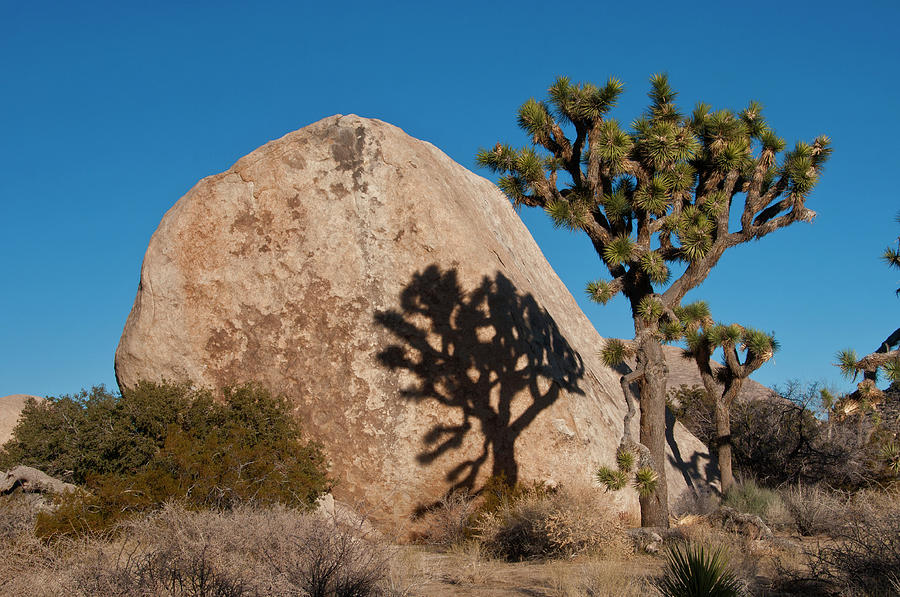 Joshua Tree Reflection On Boulder Photograph by Mark Newman