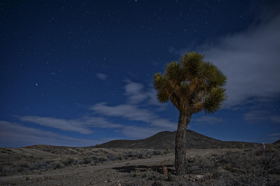 Desert Photograph - Joshua Tree  by Rick Berk