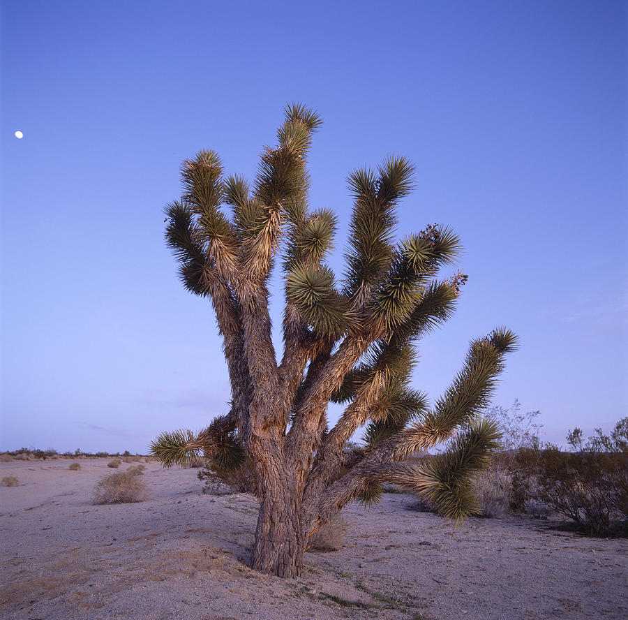 Solitude Of The Joshua Tree In The Mojave Desert Photograph by Shaun Higson