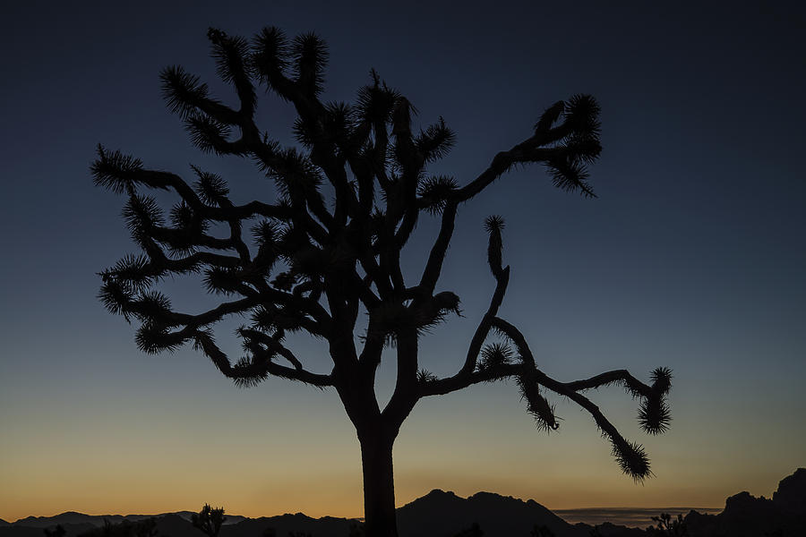 Joshua Tree Silhouette at Dusk Photograph by Lee Kirchhevel