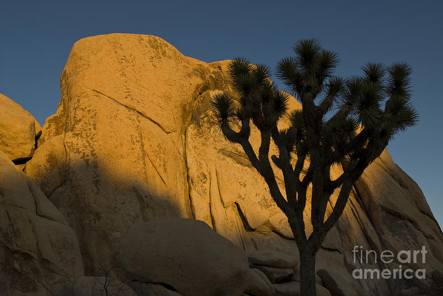 Joshua Tree Silhouette At Sunset Photograph by William H. Mullins